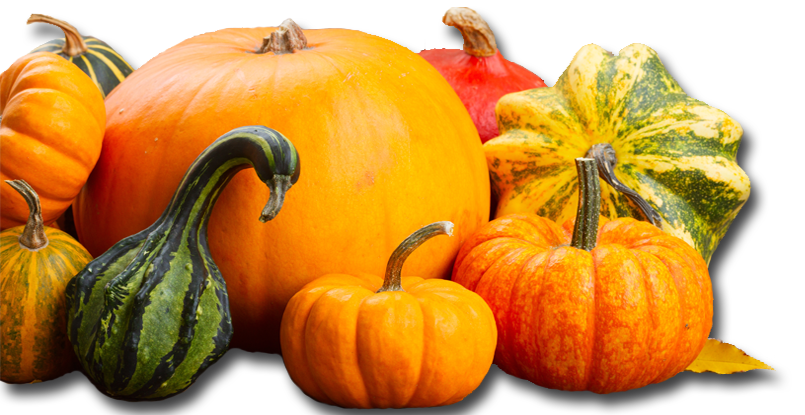 Assorted Pumpkins Banner 2 l