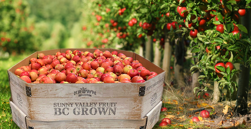 BC Apples in Season Banner l